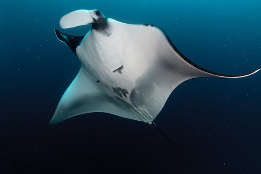 Manta Rays