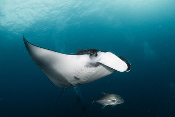 Raia manta