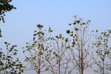 Several golden teak trees arranged in a row, the background is sky.