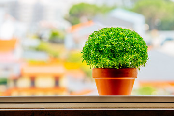 Manjerico at home window