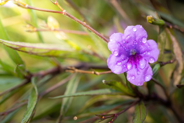 Obraz premium The background image of the colorful flowers