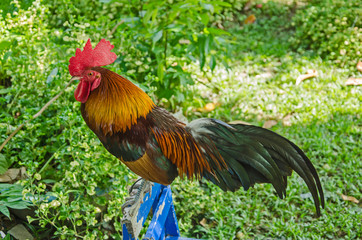 Beautiful bantam cock stands on blue perch