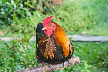 Beautiful bantam cock on wooden roost