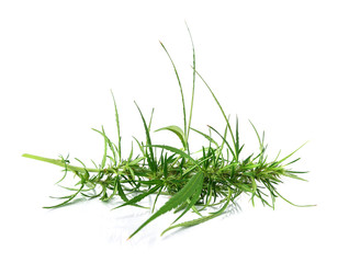 Fresh marijuana bud isolated on white background