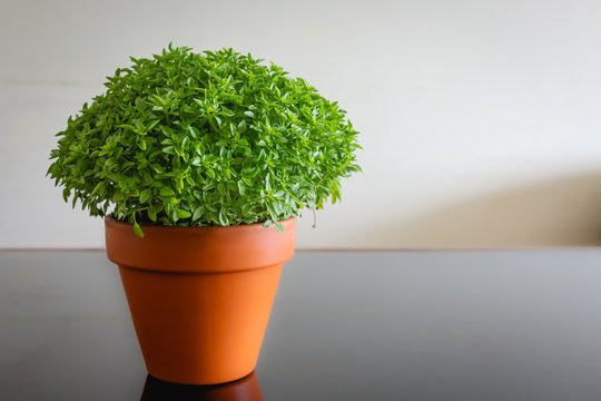 Fresh basil in a vase