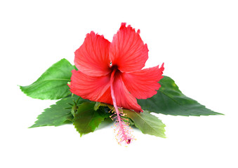 pink hibiscus flower isolated on white background