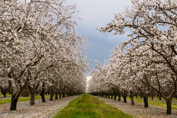 Flowering almond tree grove blossoms in California