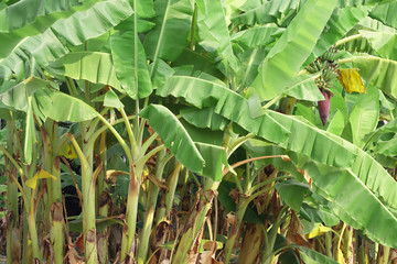 Banana trees have organic natural bunches.