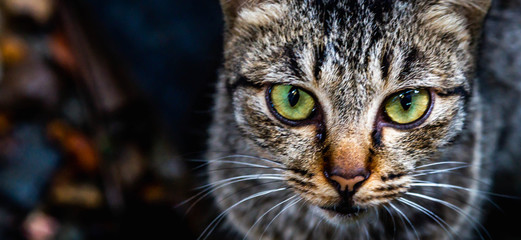 Closeup of head of a grey short-haired cat with copy space 