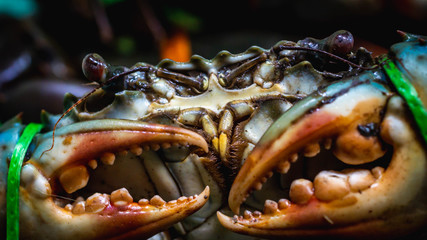 Closeup of serrated giant mud crab sold at fish market © hilmawan nurhatmadi