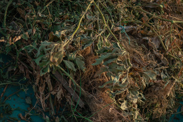 Plant get sick by late blight In Vegetable Garden.Tomato plant has got ill with Phytophthora (Phytophthora Infestans). Tomatoes has got sick by late blight, agriculture.A patch of frozen tomato plants