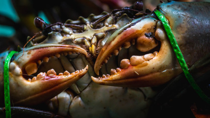Closeup of serrated giant mud crab sold at fish market © hilmawan nurhatmadi