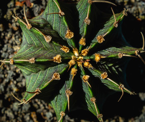 Beautiful green Gymnocalycium LB 2178 with beautiful pattern