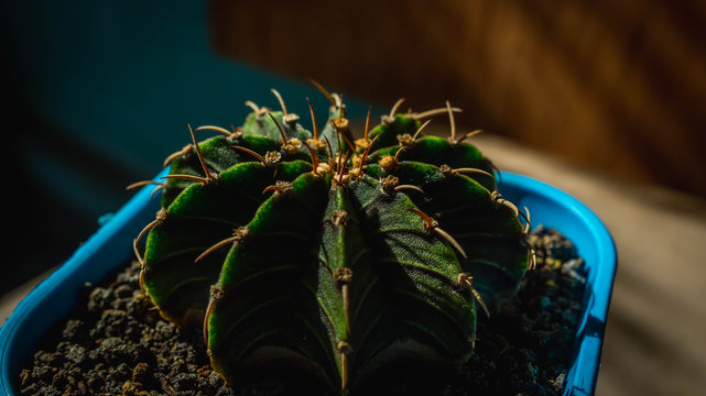 Beautiful green Gymnocalycium LB 2178 with beautiful pattern
