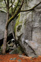 Two trees between two giant boulders in Yosemite National Park