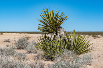 Sharp, sword-like leaves of Spanish Bayonet (Yucca schidigera) in the Mojave Desert in Tule Springs...