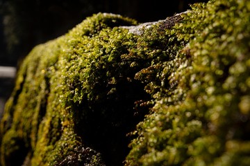 moss on the rock