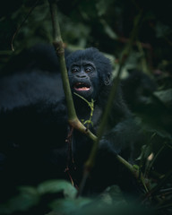 Baby Gorilla Vertical 