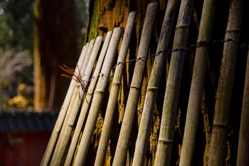 bamboo forest in japan
