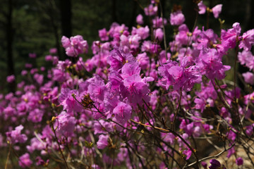 Spring is full of pink rhododendrons in the mountains and forests.