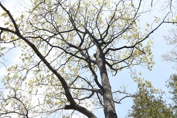 Fototapeta na wymiar Sawtooth oak (Quercus acutissima) / Fagaceae deciduous tall tree. 