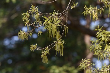 Sawtooth oak (Quercus acutissima) / Fagaceae deciduous tall tree.
