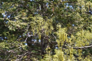 Sawtooth oak (Quercus acutissima) / Fagaceae deciduous tall tree.
