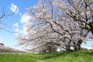 元荒川の河川敷に咲くソメイヨシノ（サクラ）の花