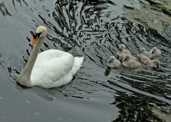 a mother swan leads her cute offspring over and they follow her in a row