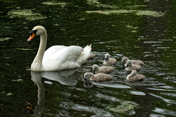 a mother swan leads her cute offspring over and they follow her in a row