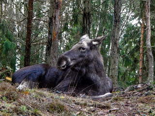moose in the woods