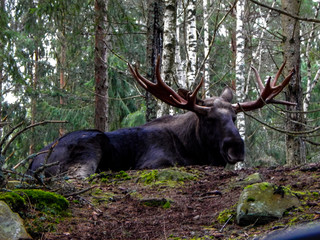 goat in the woods