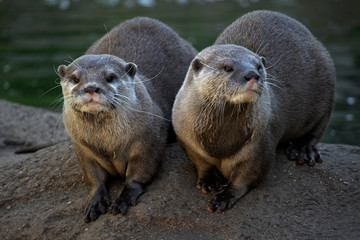Two cute cuddling otters. Otters in love. Closeup