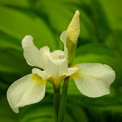 vintage color orchids in soft color