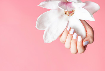 Female hand with a white manicure holds magnolia flower on a pink background, copy space.