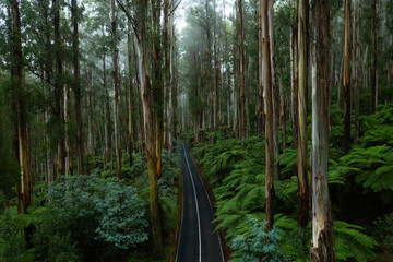 Aerial View of Road Through Beautiful Forest in Black Spur Victoria Australia