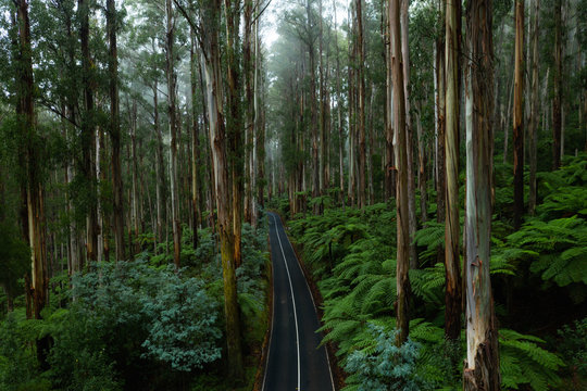 Aerial View of Road Through Beautiful Forest in Black Spur Victoria Australia