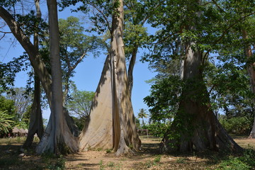 Fototapeta na wymiar The mighty tribes of Ficus Albipila, Lombok