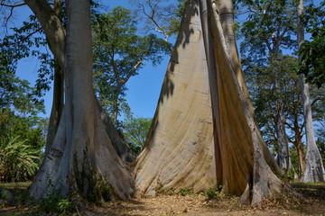 The mighty tribes of Ficus Albipila, Lombok