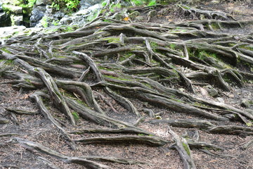 roots