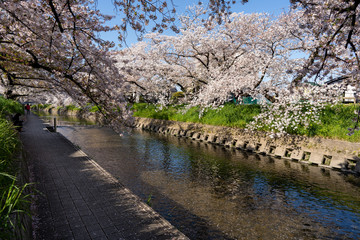 五條川の桜