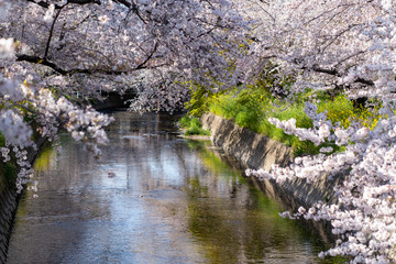 Obraz na płótnie Canvas 五條川の桜