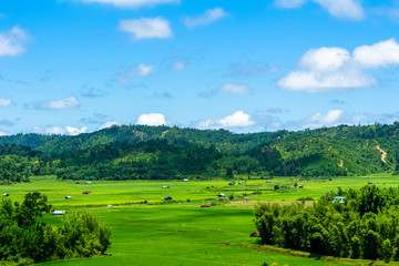 Fototapeta na wymiar paddy fields in khasi and jaintia Hills of Meghalaya