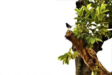 THE BIRD SITTING ON THE TRUNK OF THE TREE AT THE EDGE OF THE CUT DOWN TREE WITH A WHITE BACKGROUND AND SPACE FOR WRIITNG.