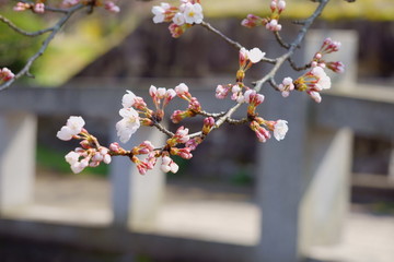 石橋の手前に咲く桜