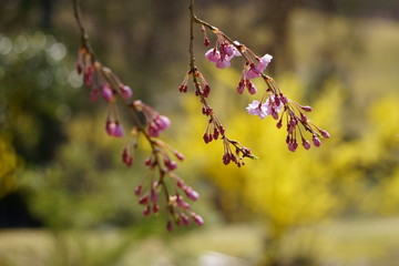 しだれ桜の蕾