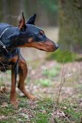 Doberman on a walk in the autumn cloudy forest.