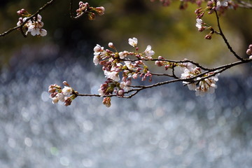 池の噴水に打ち上げられた水が光を反射する、桜咲く春の風景