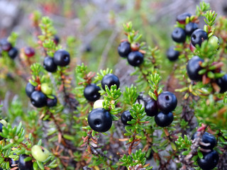 Autumn berry in the swamp. Black crow berries on twigs