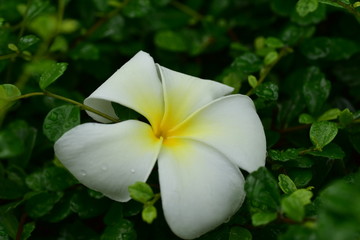 Colorful white flowers in the garden. Plumeria flower blooming